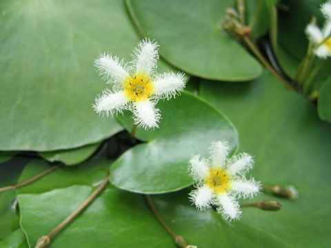 Nymphoides indica