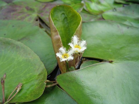 Nymphoides indica