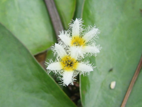 Nymphoides indica