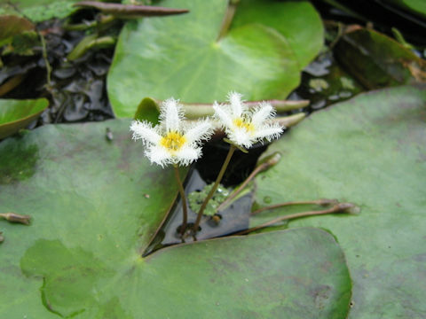 Nymphoides indica