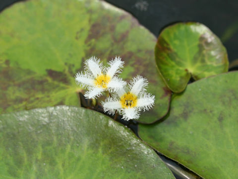 Nymphoides indica