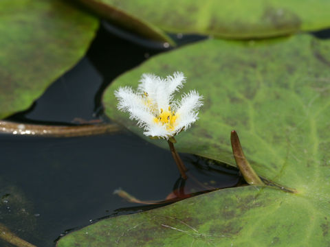 Nymphoides indica