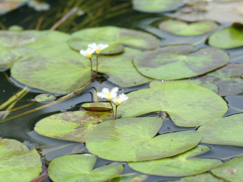 Nymphoides indica