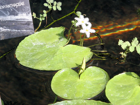 Nymphoides indica