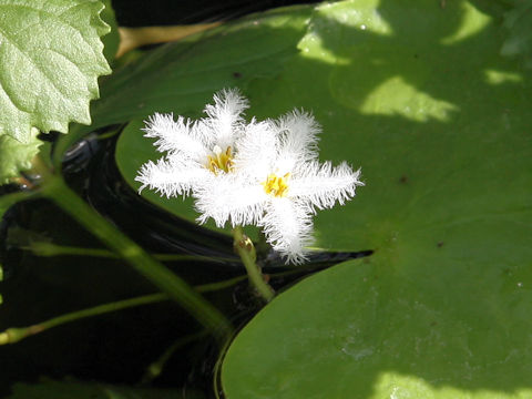 Nymphoides indica
