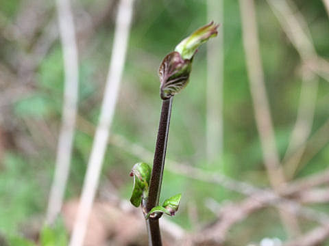 Metaplexis japonica