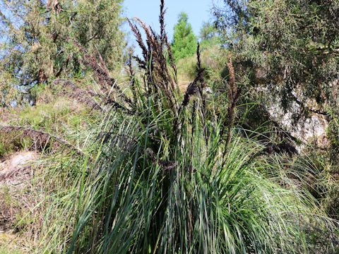 Gahnia grandis