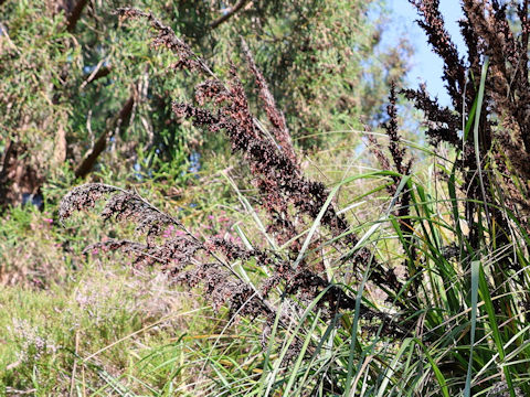Gahnia grandis