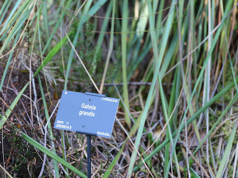 Gahnia grandis