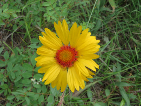 Gaillardia aristata