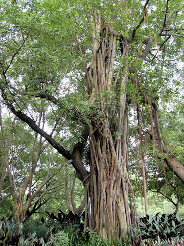 Ficus retusa