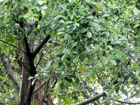 Ficus retusa