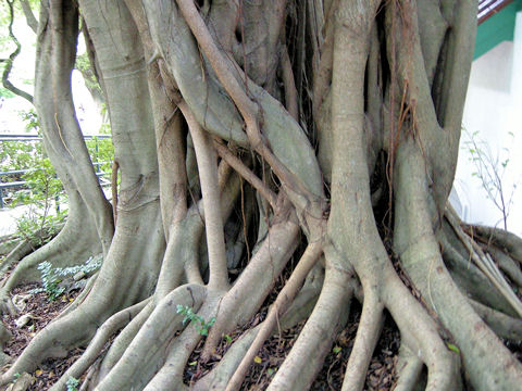 Ficus retusa