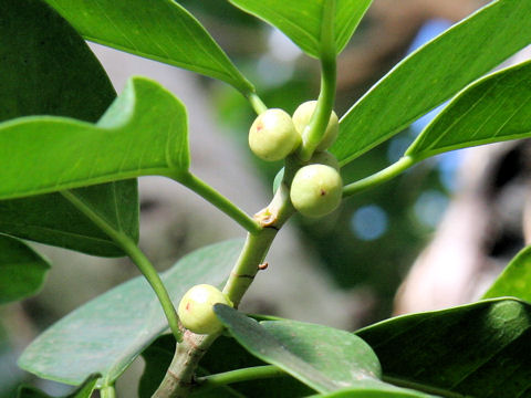 Ficus retusa