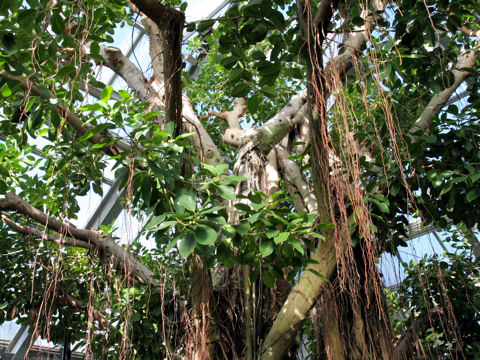 Ficus retusa