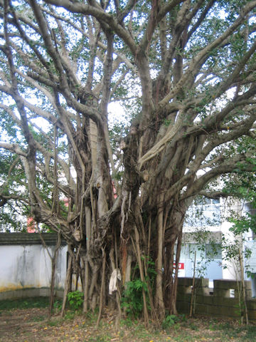 Ficus retusa