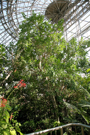 Ficus retusa