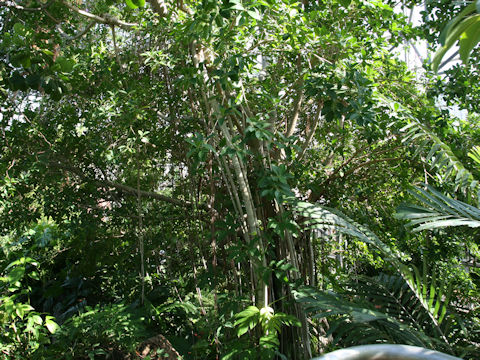 Ficus retusa