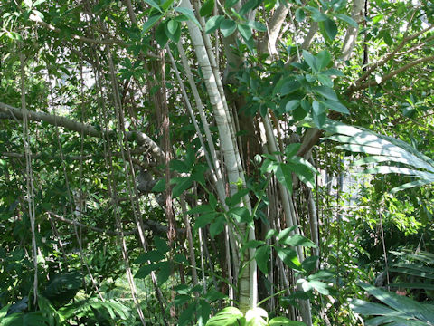 Ficus retusa