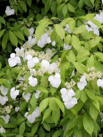 Hydrangea scandens