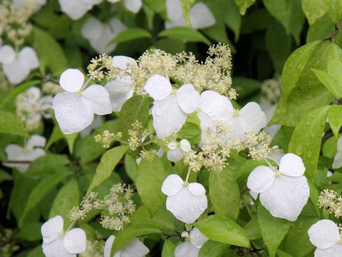 Hydrangea scandens