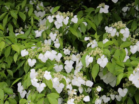 Hydrangea scandens