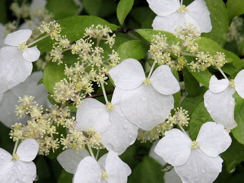 Hydrangea scandens