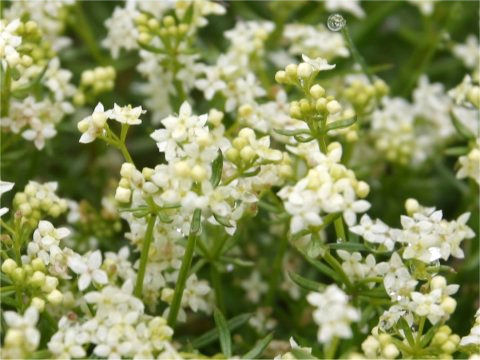 Galium megalospermum