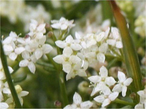 Galium megalospermum