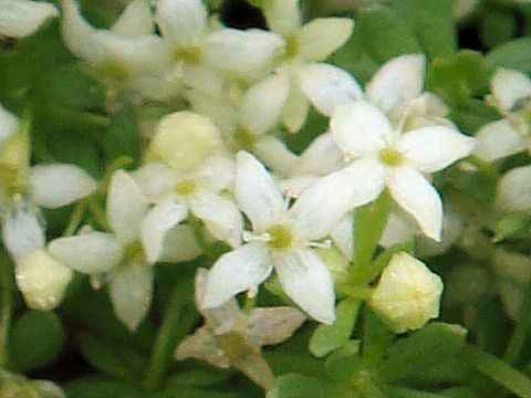 Galium megalospermum