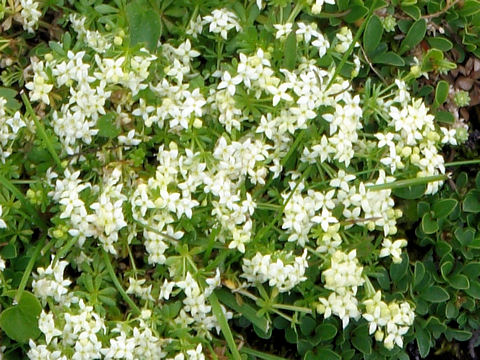 Galium megalospermum