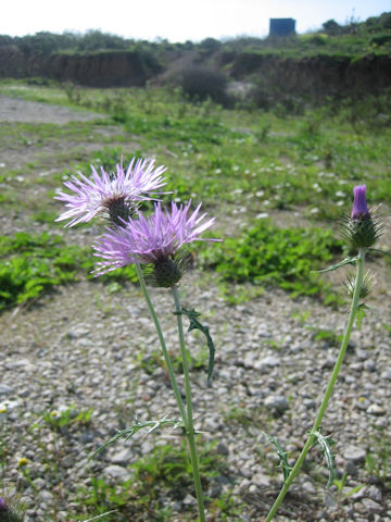 Galactites tomentosa