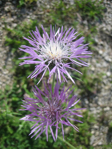 Galactites tomentosa