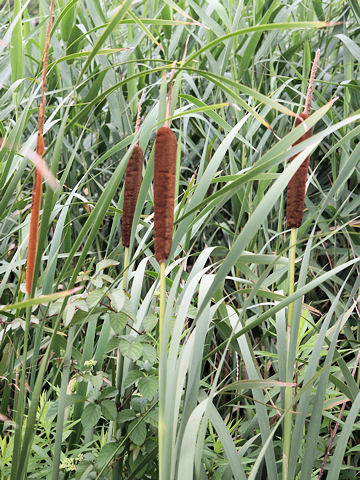 Typha latifolia