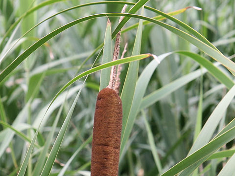 Typha latifolia