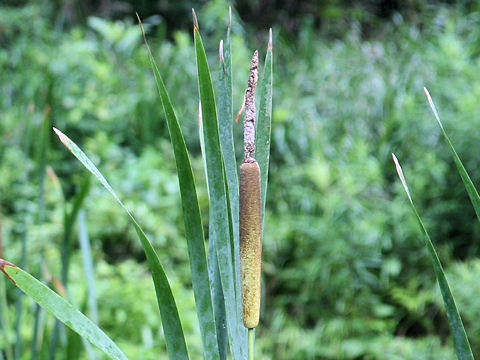 Typha latifolia