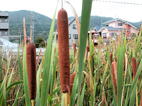 Typha latifolia