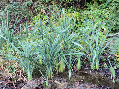 Typha latifolia