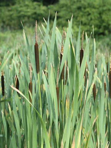 Typha latifolia