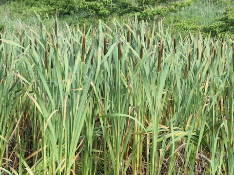 Typha latifolia