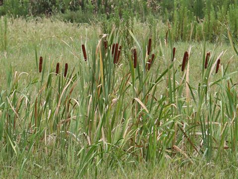 Typha latifolia