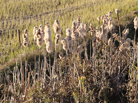 Typha latifolia