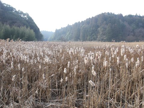 Typha latifolia