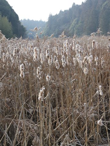 Typha latifolia