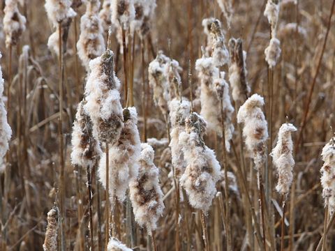 Typha latifolia