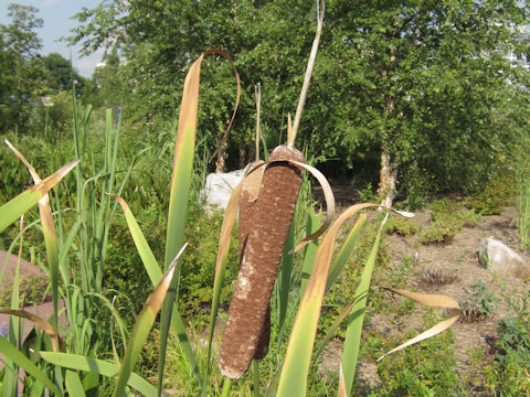 Typha latifolia