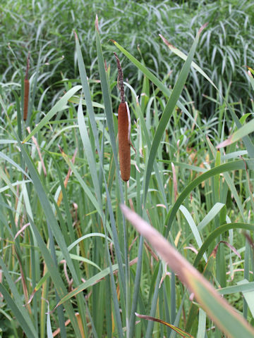 Typha latifolia