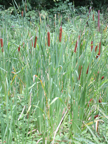 Typha latifolia