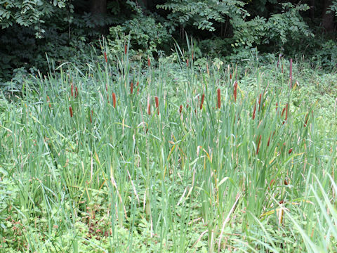 Typha latifolia