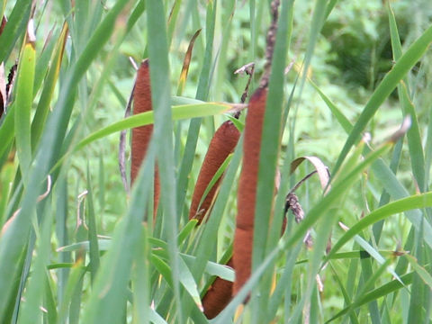 Typha latifolia